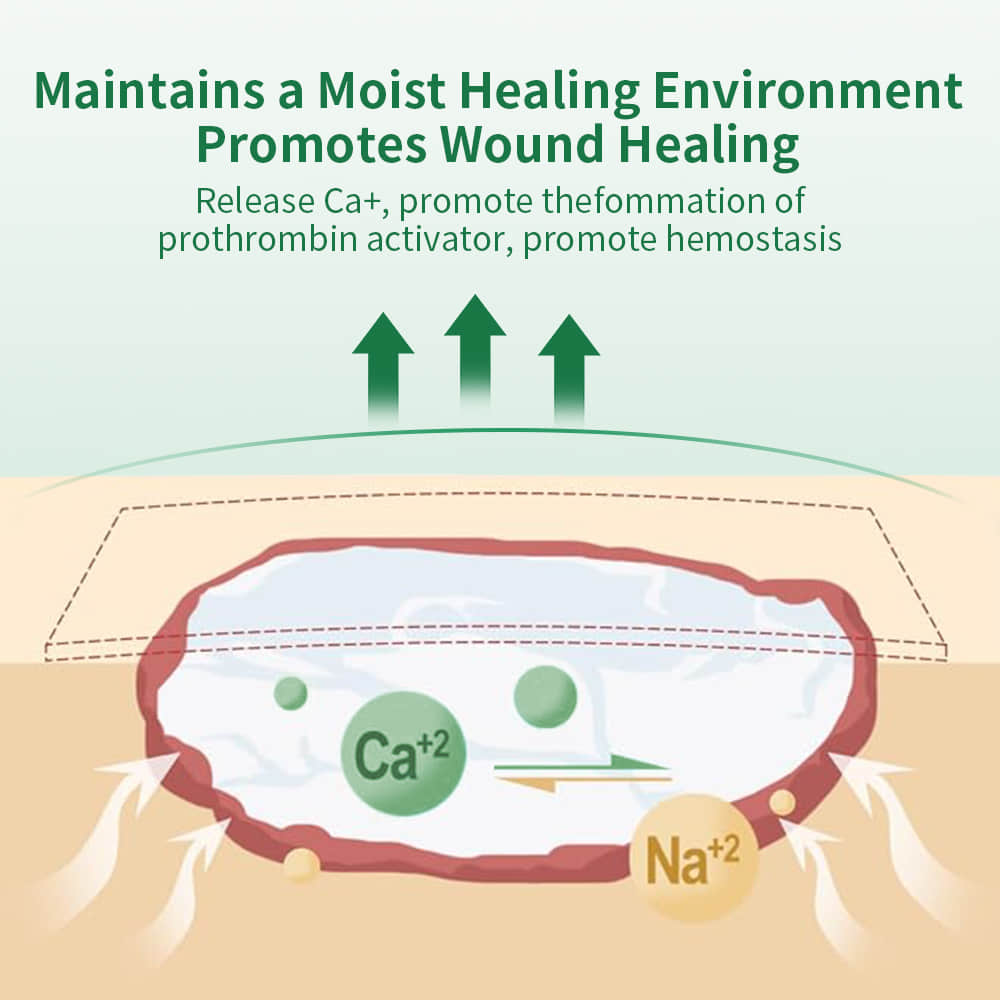 Calcium Alginate Wound Dressing